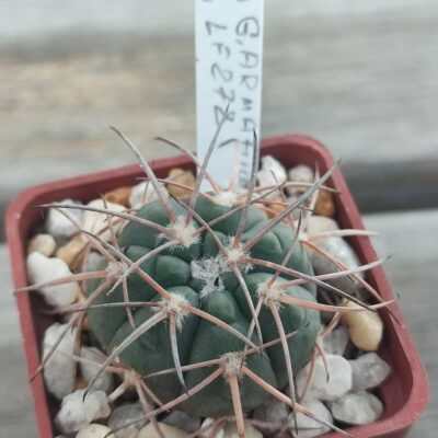 Gymnocalycium Armatum LF278