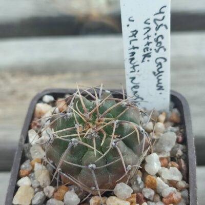 Gymnocalycium vatteri altantinense
