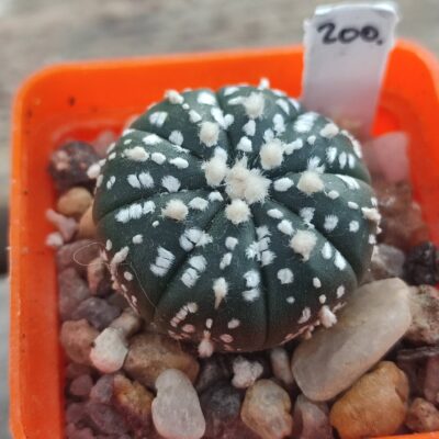 Astrophytum super kabuto
