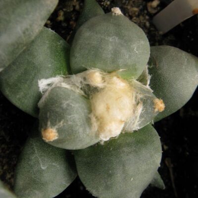 Ariocarpus furfuraceus із посіву Cauliflower #3