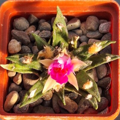 №60 Ariocarpus agavoides
