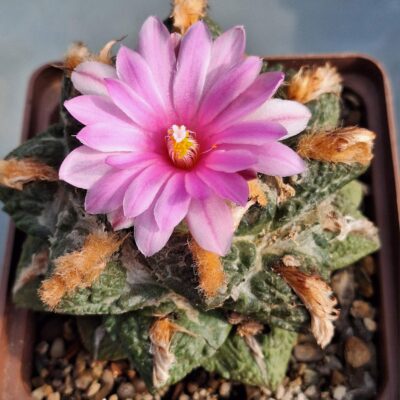 №57 Ariocarpus fissuratus
