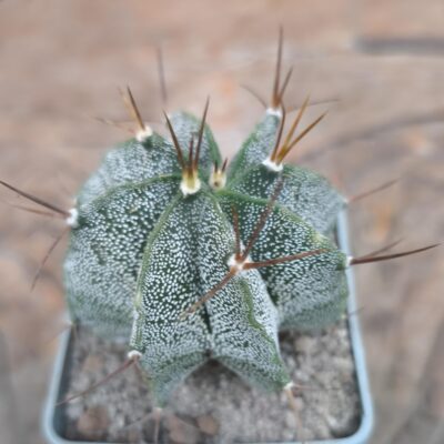 Astrophytum ornatum