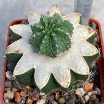 Aztekium ritteri v. rotundum