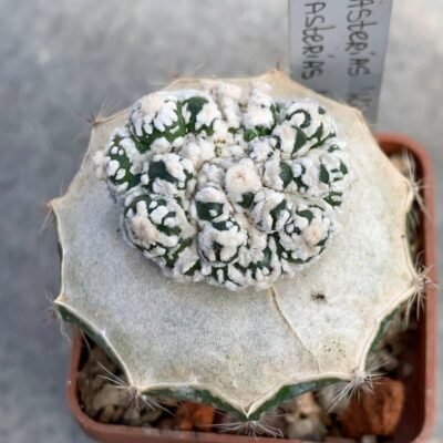 Astrophytum asterias ‘Kikko’