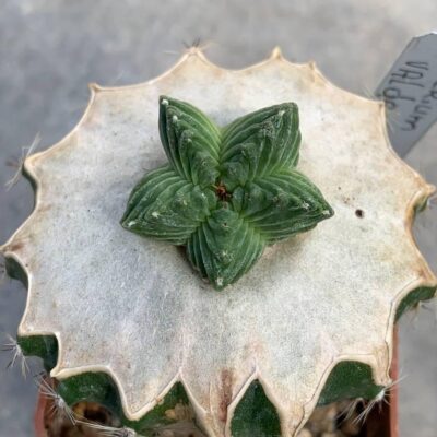 Aztekium valdezii