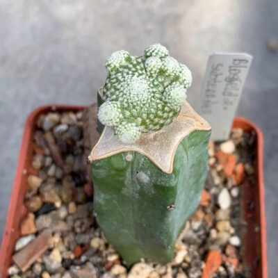Blossfeldia subterranea