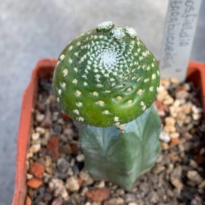 Blossfeldia tarabucoensis