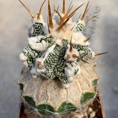 Astrophytum ornatum ‘Hannya’ CL6H