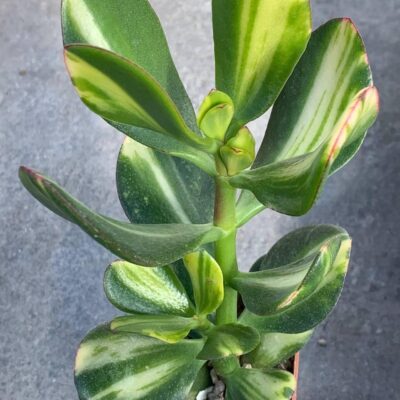 Crassula ovata fa variegata