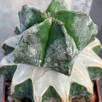 Astrophytum asterias ‘Kikko’ hakuun