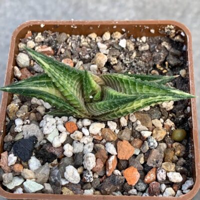 Haworthia limifolia fa variegata