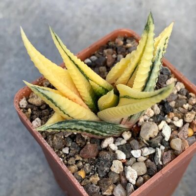 Haworthia limifolia fa variegata