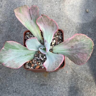Echeveria cv "flying cloud"